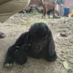 Krishna Sahani Profile Picture