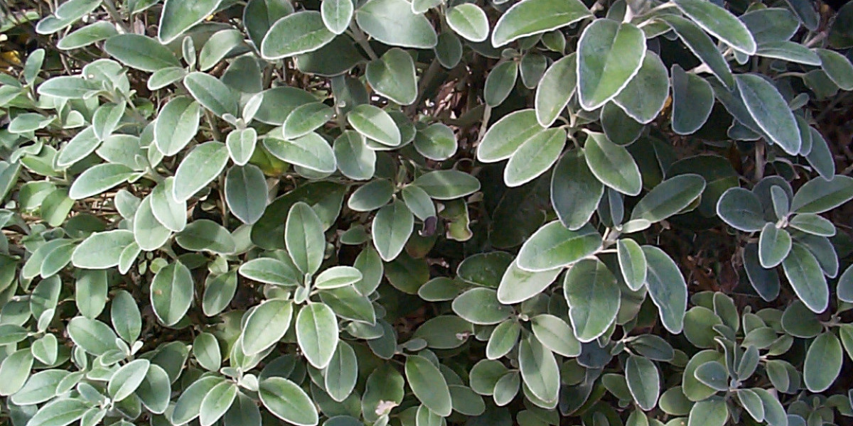 Fair Go Casino Bonus Codes & Review