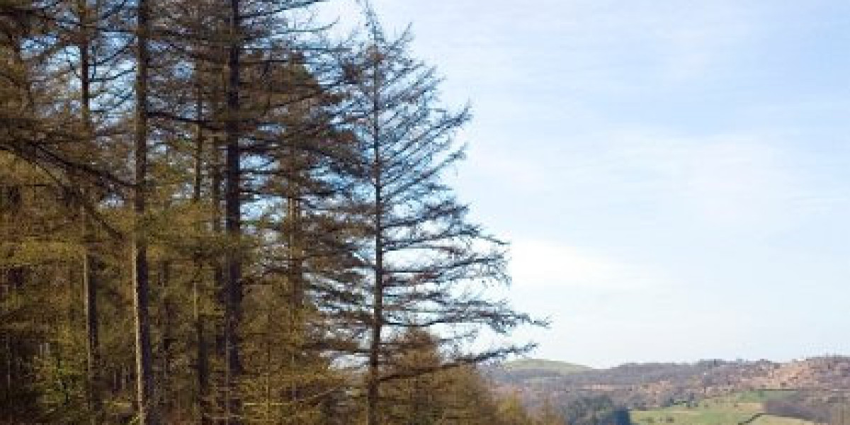 Best Casino No Deposit Bonus Codes and Offers for November 2025