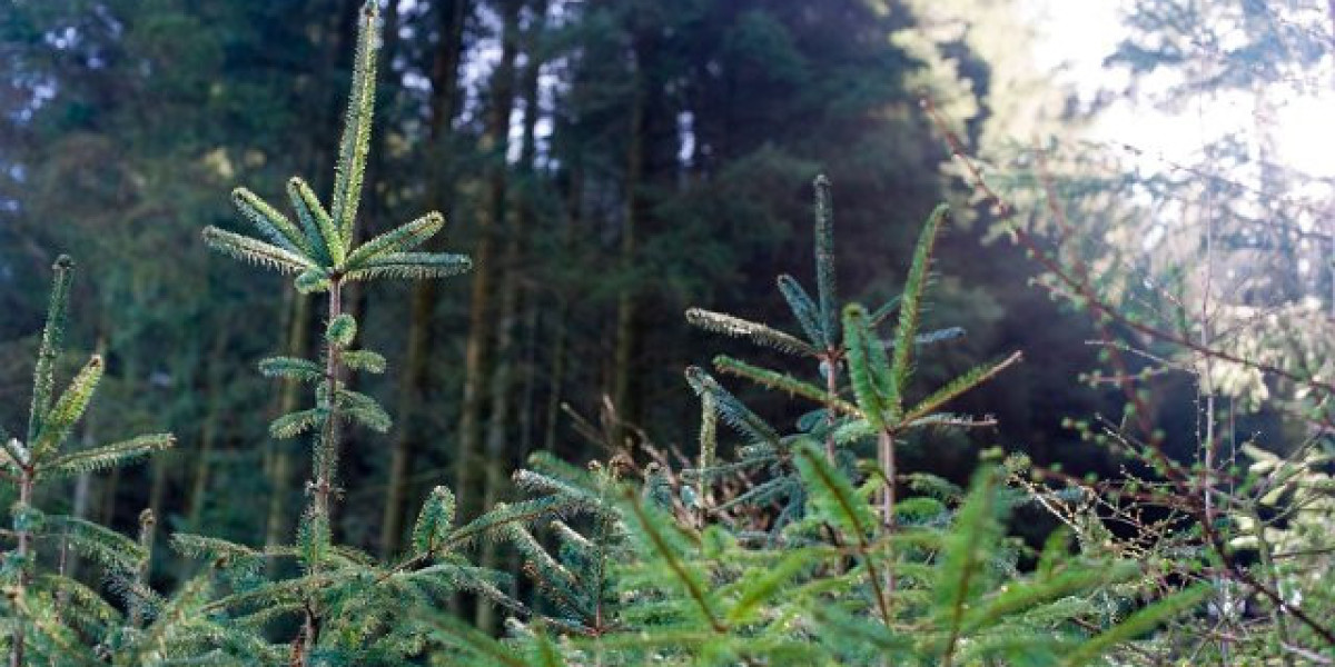 The Star in Pyrmont, New South Wales, Sydney, Australia