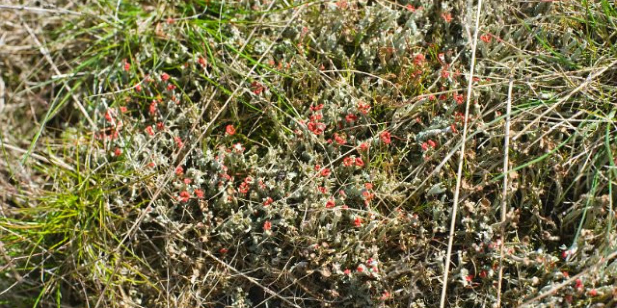 Play, Win & Enjoy in Tasmania