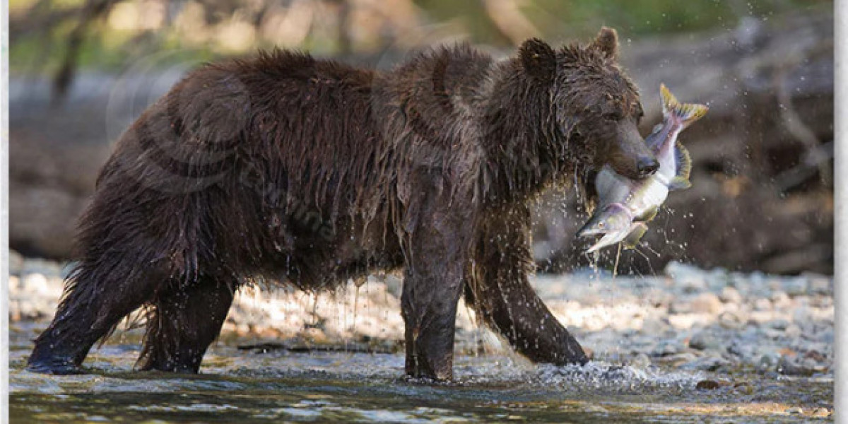 Wildlife paintings that capture the soul of the wild world