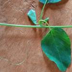 Big Bang Profile Picture